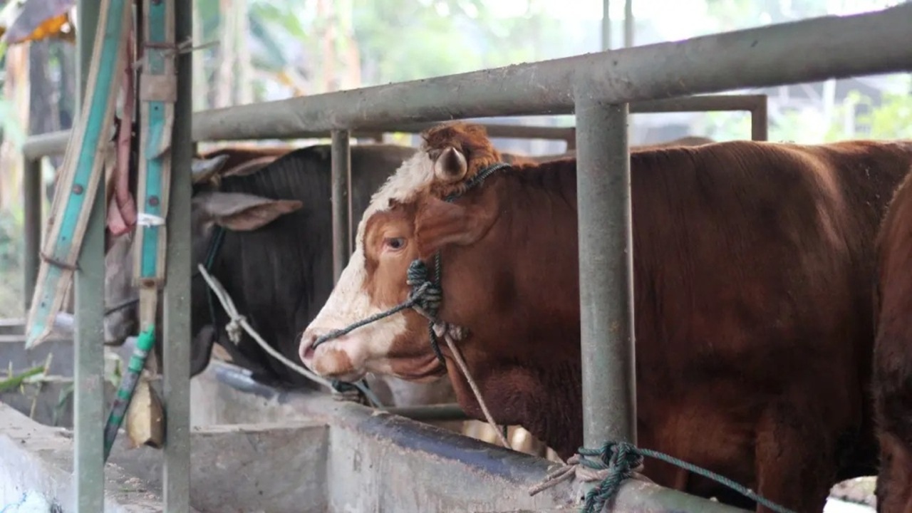 массовый падеж скота в туркменистане: животноводы столкнулись с неизвестной инфекцией