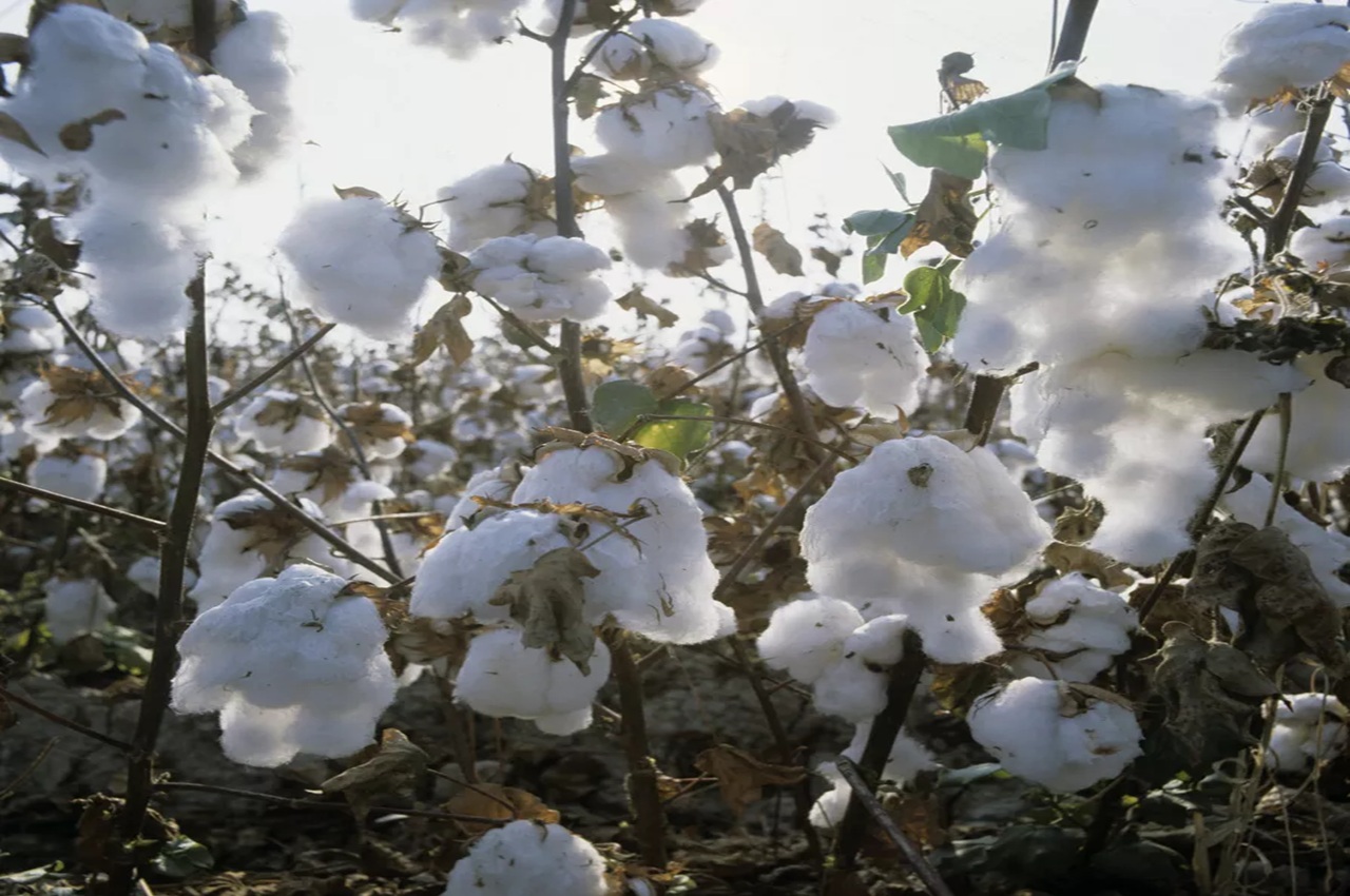 туркменистан предложил кыргызстану свой хлопок для развития текстильной промышленности