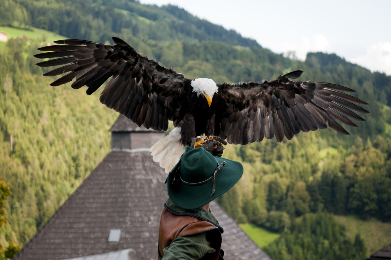 наследный принц дубая прилетел на охоту в узбекистан