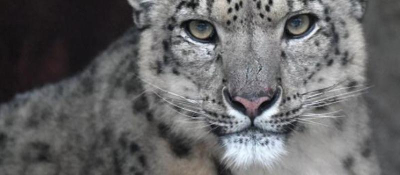 миграцию животных в мире впервые обсудят на конференции в узбекистане