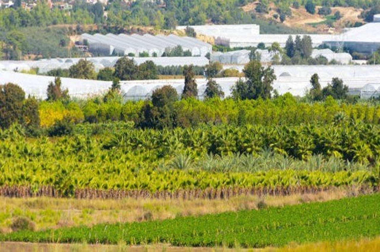 новая свободная экономическая зона обеспечит узбекистан овощами в зимний период