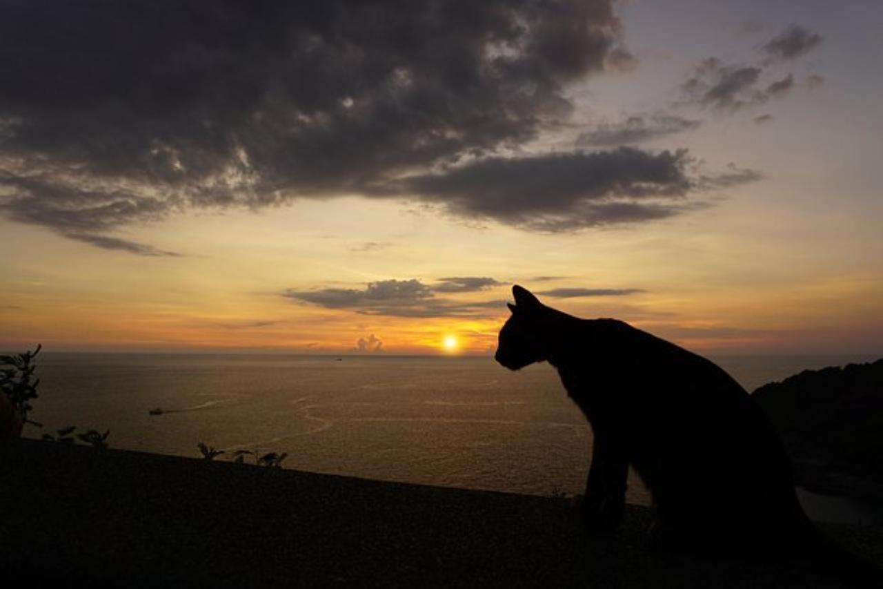 мужчина из сша ушел в кругосветное плавание с котом, чтобы убежать от рутины и болезни