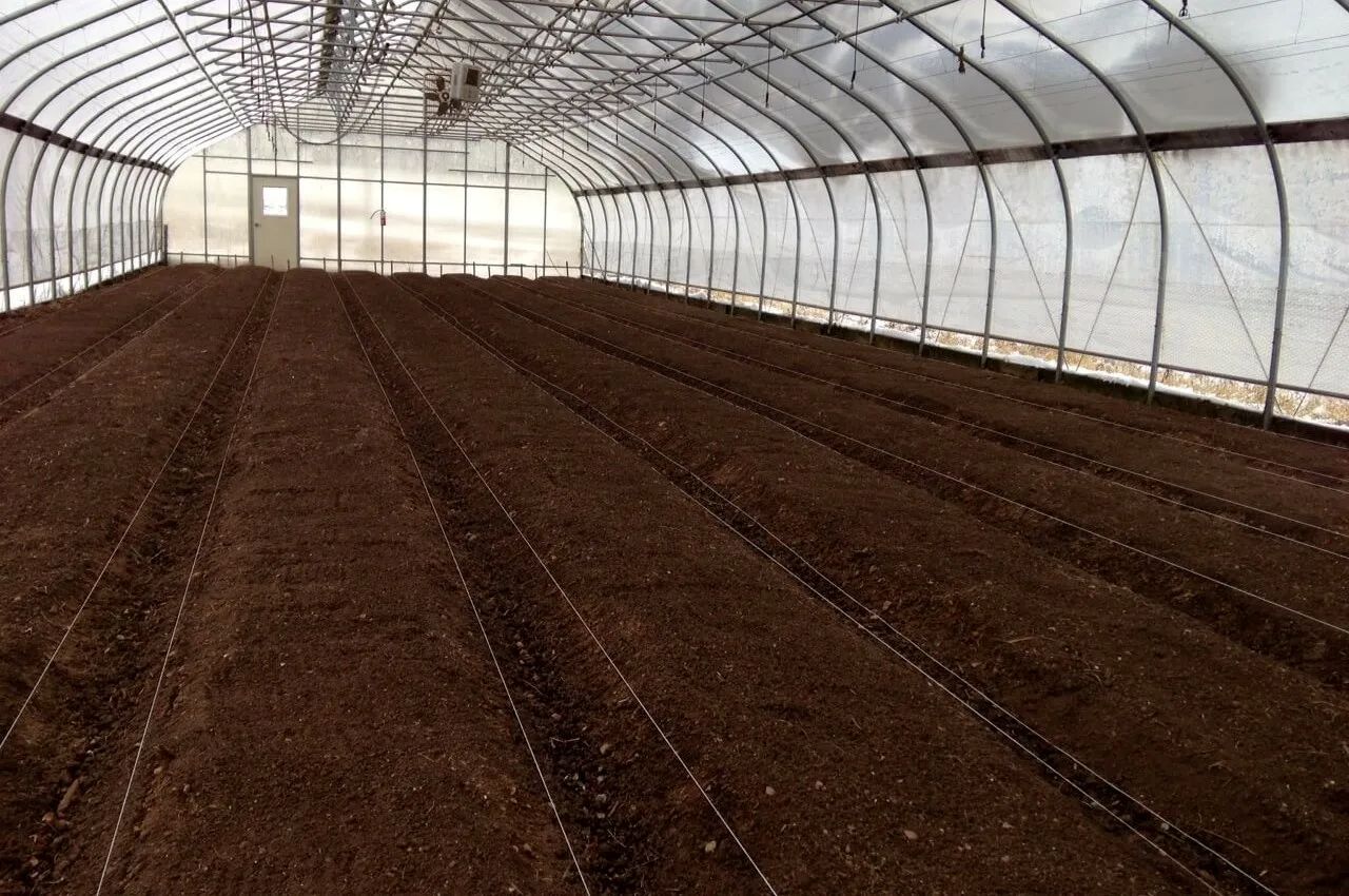 в туркестанской области казахстана запустят самую большую теплицу в мире