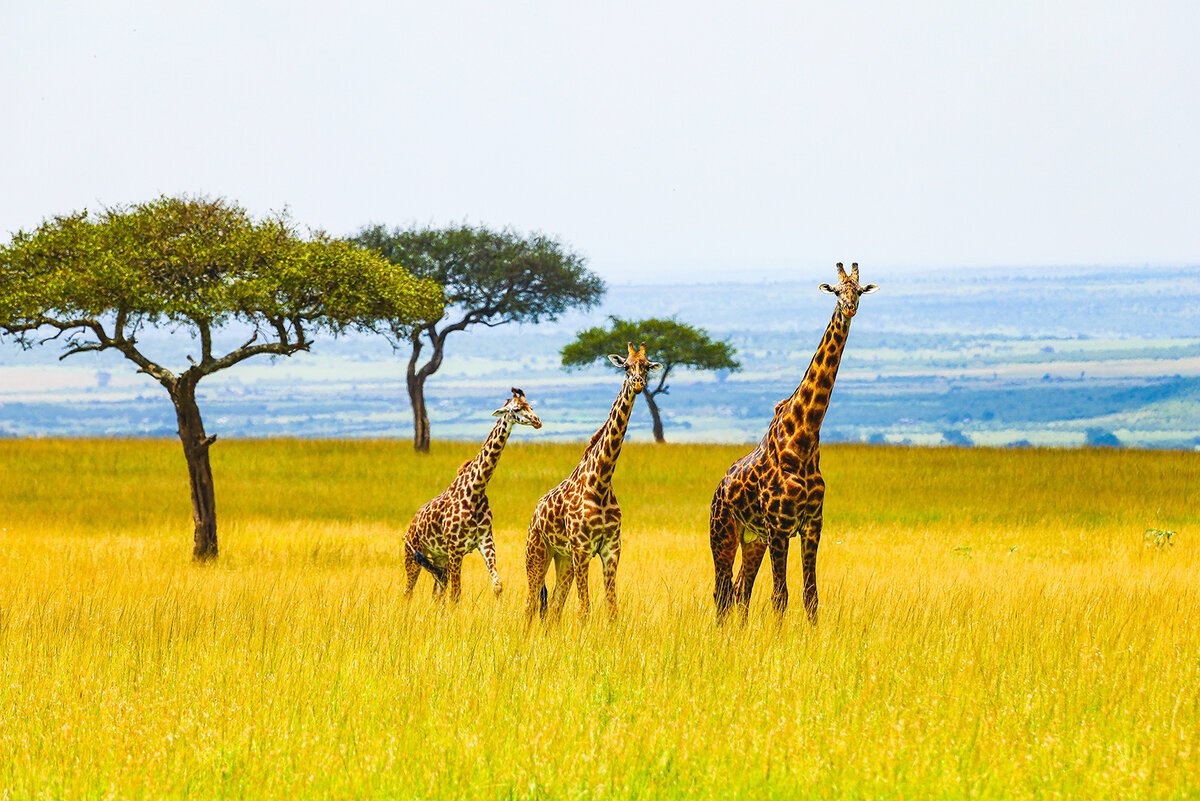 марокканский премьер считает, что среди ключевых приоритетов оон должна быть африка
