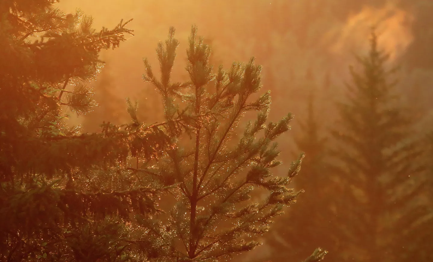 ясная и солнечная погода в узбекистане, кратковременные дожди и грозы в кыргызстане: погода в четверг, 11 июля 2024