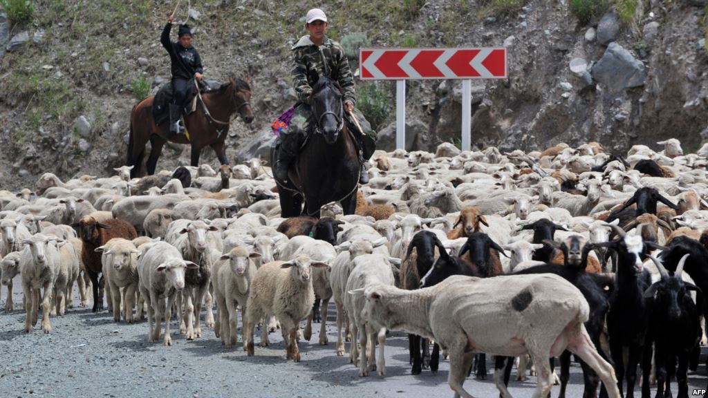 мясное и молочное изобилие: в таджикистане выросло поголовье крупного и мелкого скота