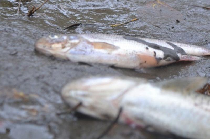 десятки крупных сазанов погибли в озере в карагандинской области казахстана