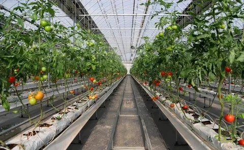 сурхандарья станет центром тепличного хозяйства узбекистана 