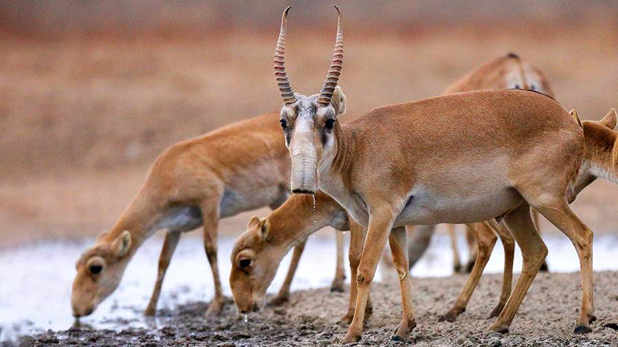 американский актер леонардо ди каприо похвалил власти казахстана за рост популяции сайгаков