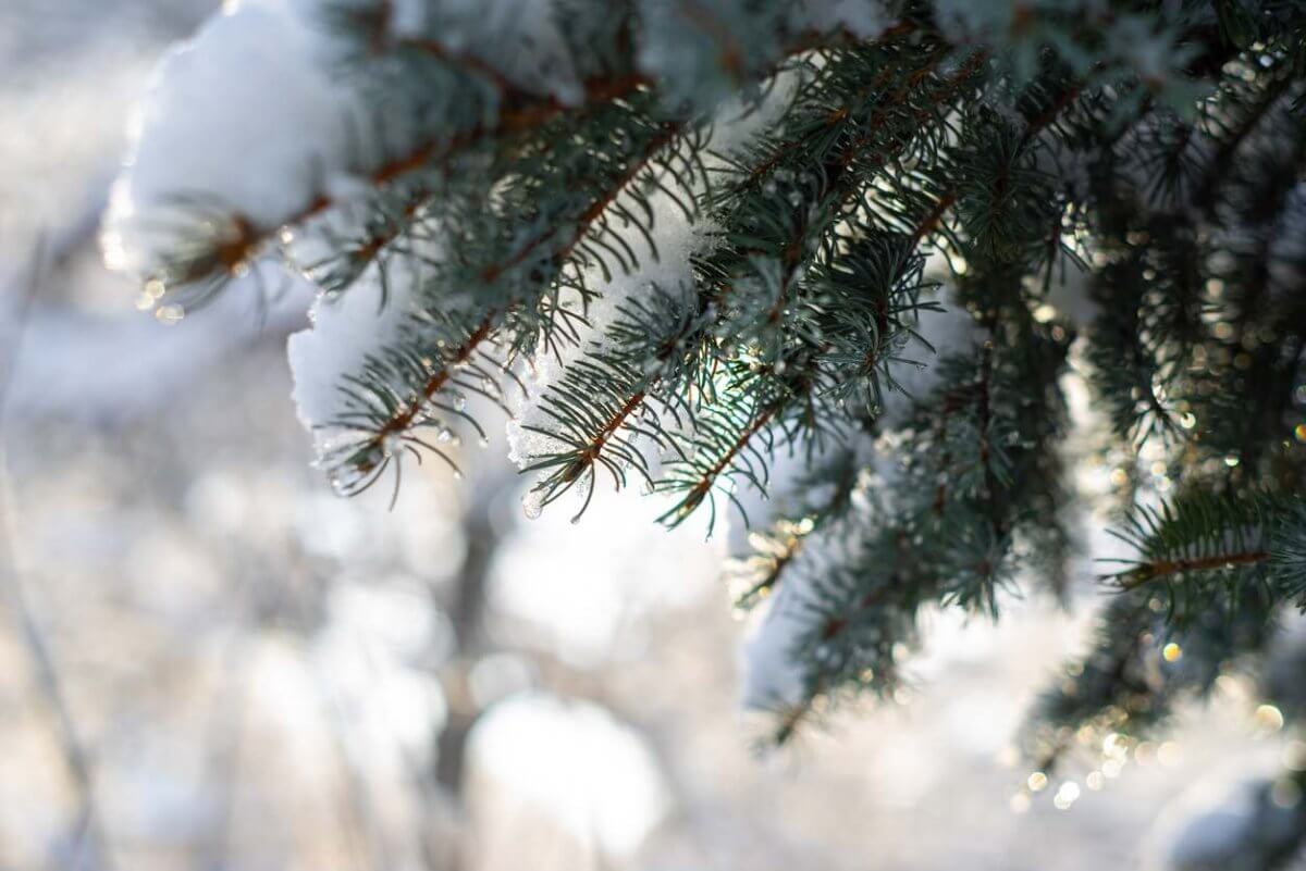 какой будет погода в странах центральной азии в пятницу, 24 января 2025