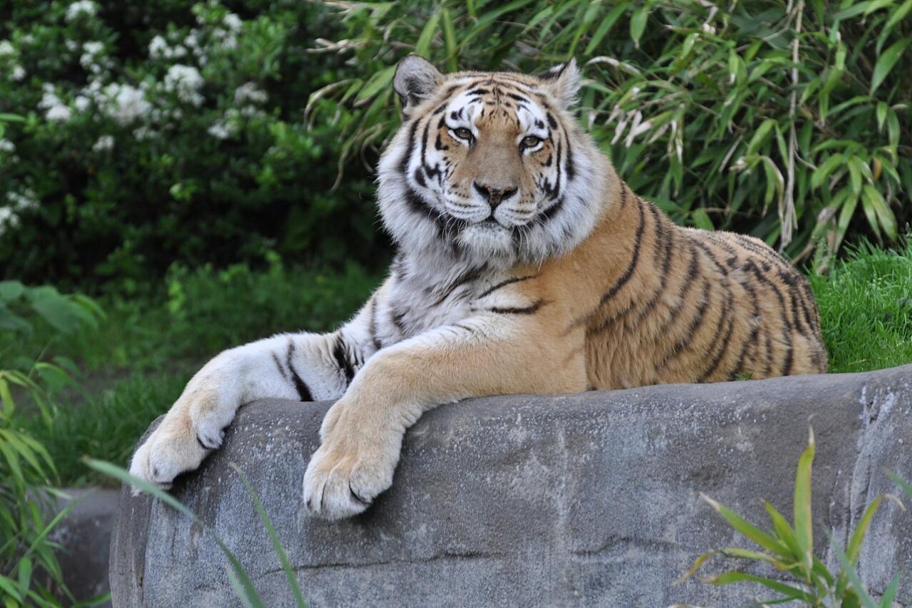 власти россии передадут четырех амурских тигров казахстану