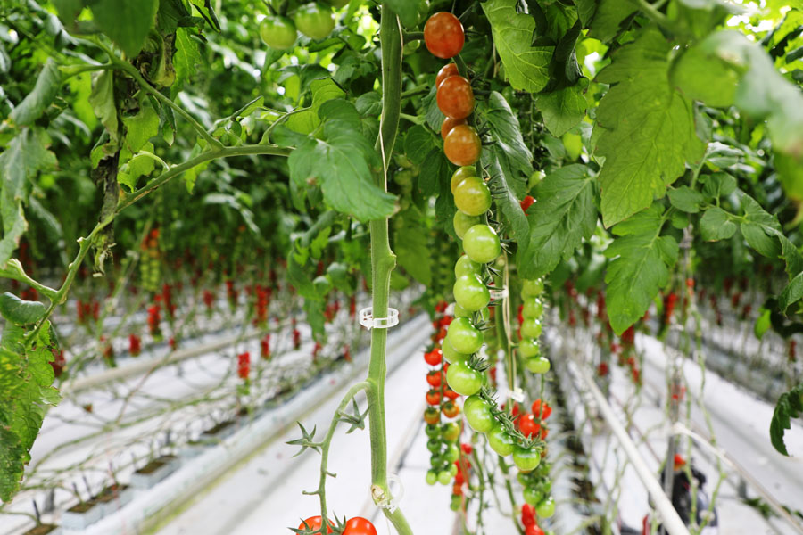 евразийский размах: инвестор из рф планирует построить в казахстане теплицу за $1,14 млрд