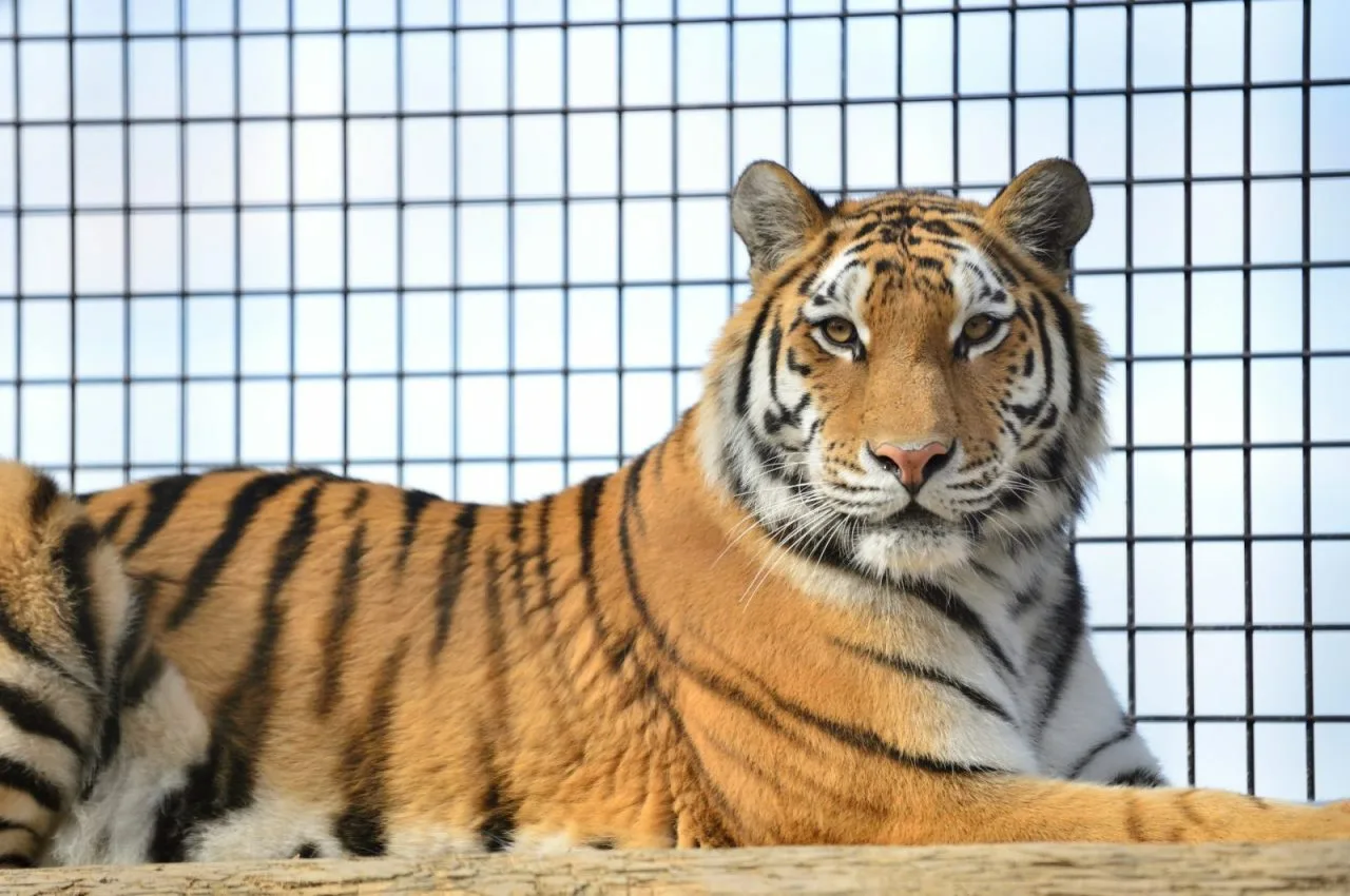 российский центр «амурский тигр» поддержит восстановление популяции тигров в казахстане