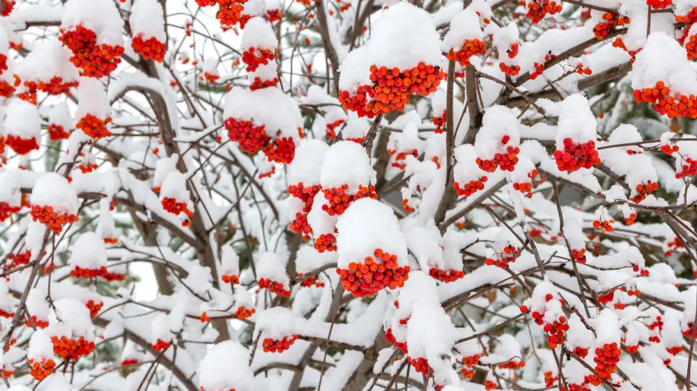 какой будет погода в странах центральной азии в пятницу, 20 декабря 2024
