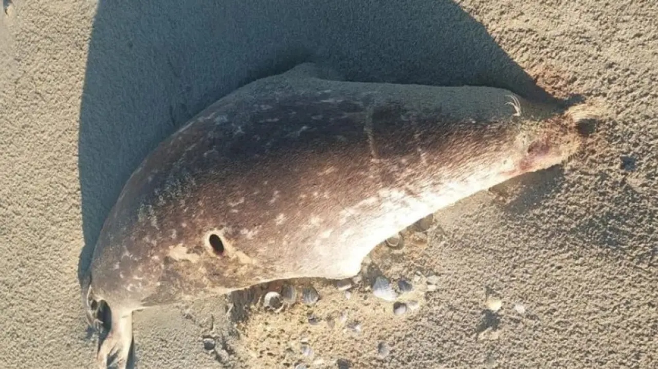 число погибших тюленей на каспийском побережье выросло до 191