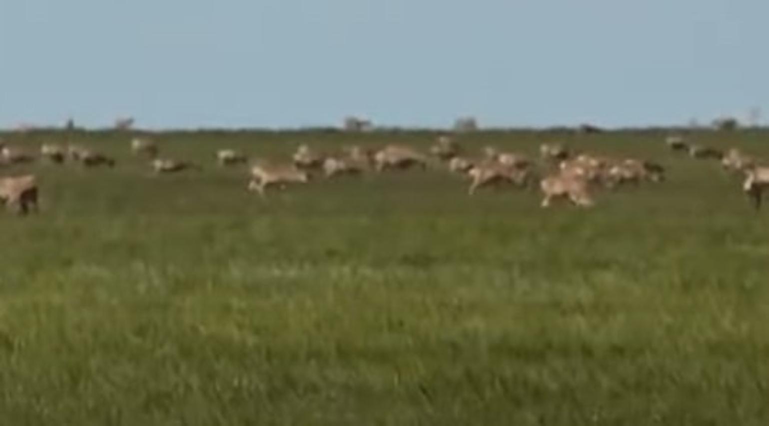 cайгаки и саранча атаковали казахстан 2023 (под ударом западно-казахстанская и костанайская области)