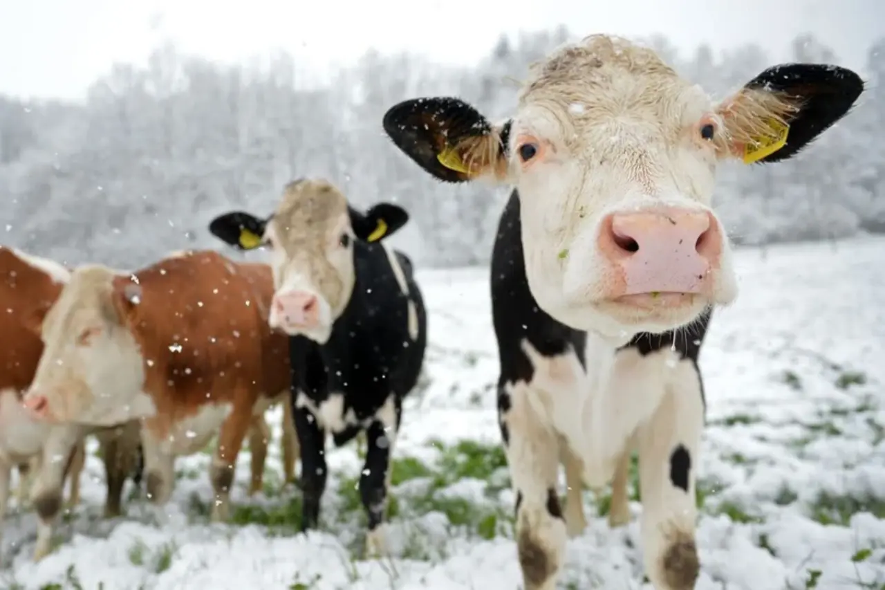 в кыргызстане ввели временный запрет на экспорт сельскохозяйственных животных