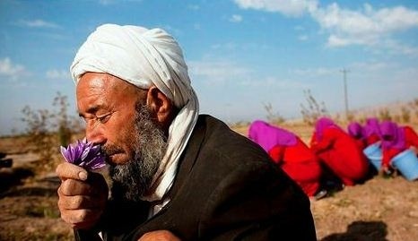 на смену опийному маку в афганистане пришли полезные сельхозкультуры