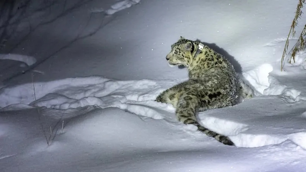 снежного барса выпустили на свободу после изучения в казахстане