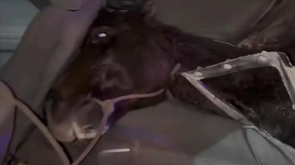 заподозрили в скотокрадстве: казахстанец перевозил лошадь в салоне легковушки (видео)