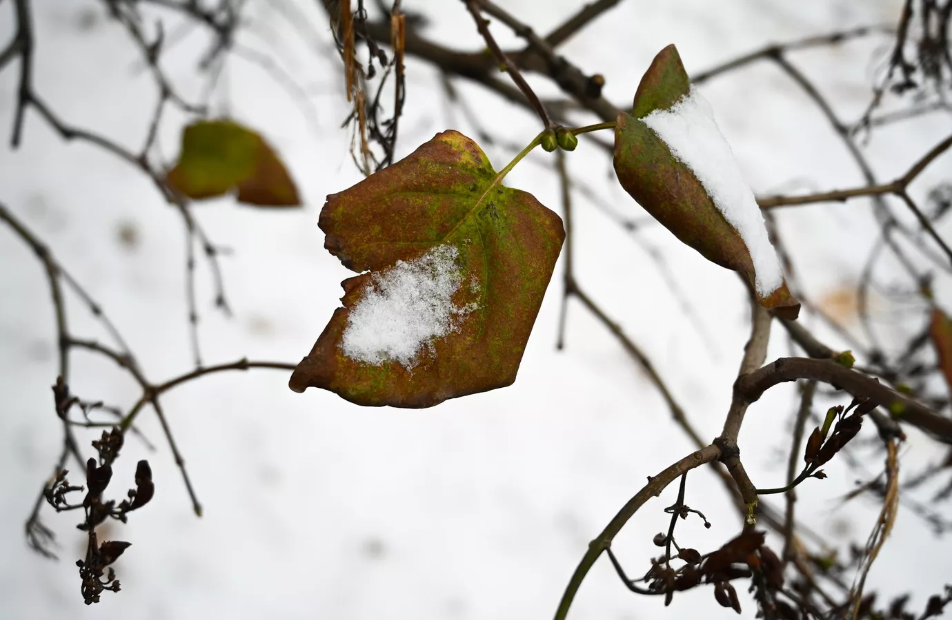 дождь и ветер в узбекистане, штормовое предупреждение в кыргызстане: погода в среду, 6 ноября 2024
