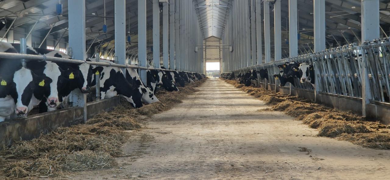 в кыргызстане разгорелся спор насчет вспышки ящура у коров: минсельхоз отрицает вспышки