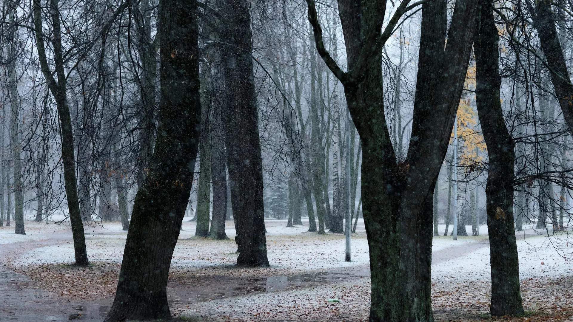 потепление и без осадков в узбекистане, дождь и снег в кыргызстане: погода в четверг, 14 ноября 2024
