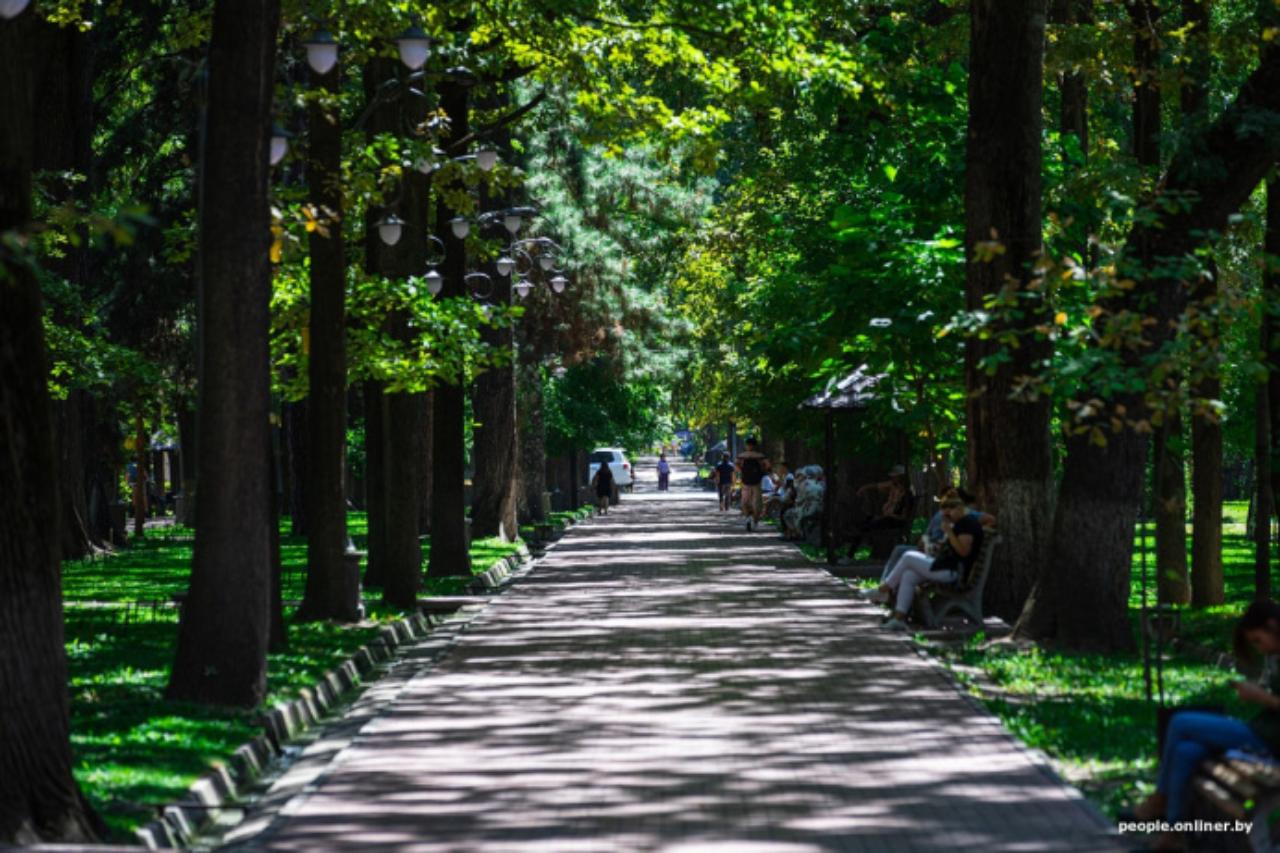 деревья в бишкеке получат «медицинскую карту» и будут занесены в цифровой реестр