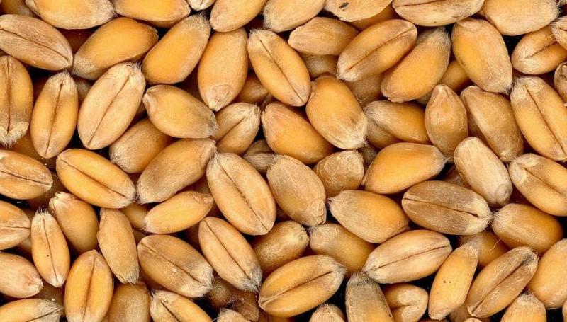 казахстан вновь нарастил импорт пшеницы из россии невзирая на запрет на ее ввоз