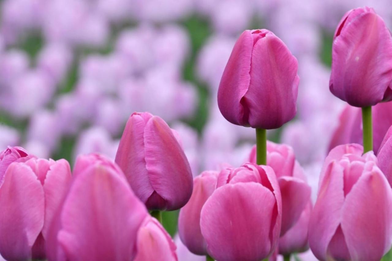 в новосибирск доставили более полумиллиона тюльпанов из узбекистана