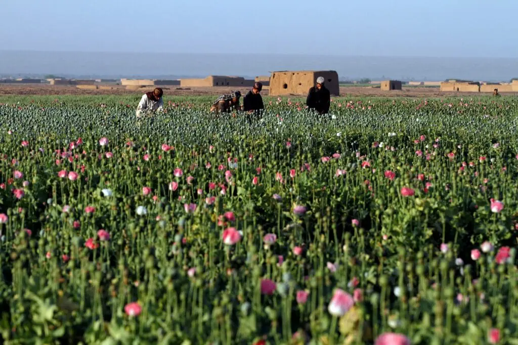 наркотрафик из афганистана в центральную азию растет, невзирая на усилия талибов