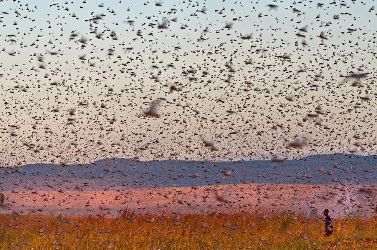 нашествие марокканской саранчи зафиксировано в четырех регионах узбекистана