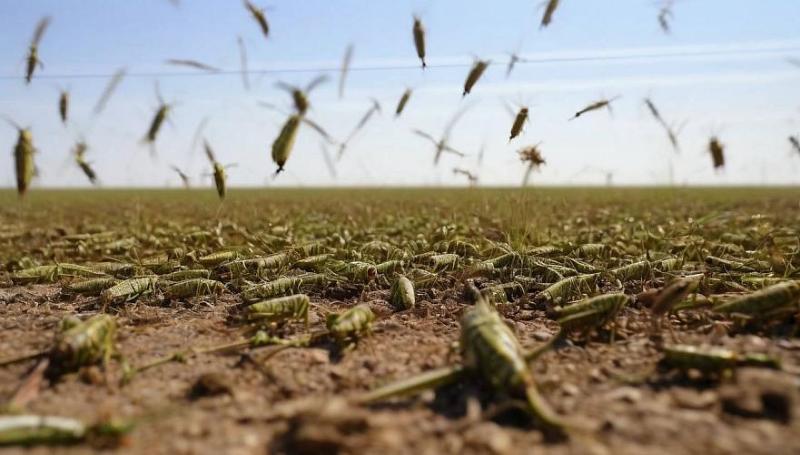 Казахстан попросил Россию ужесточить на границе контроль за саранчой 