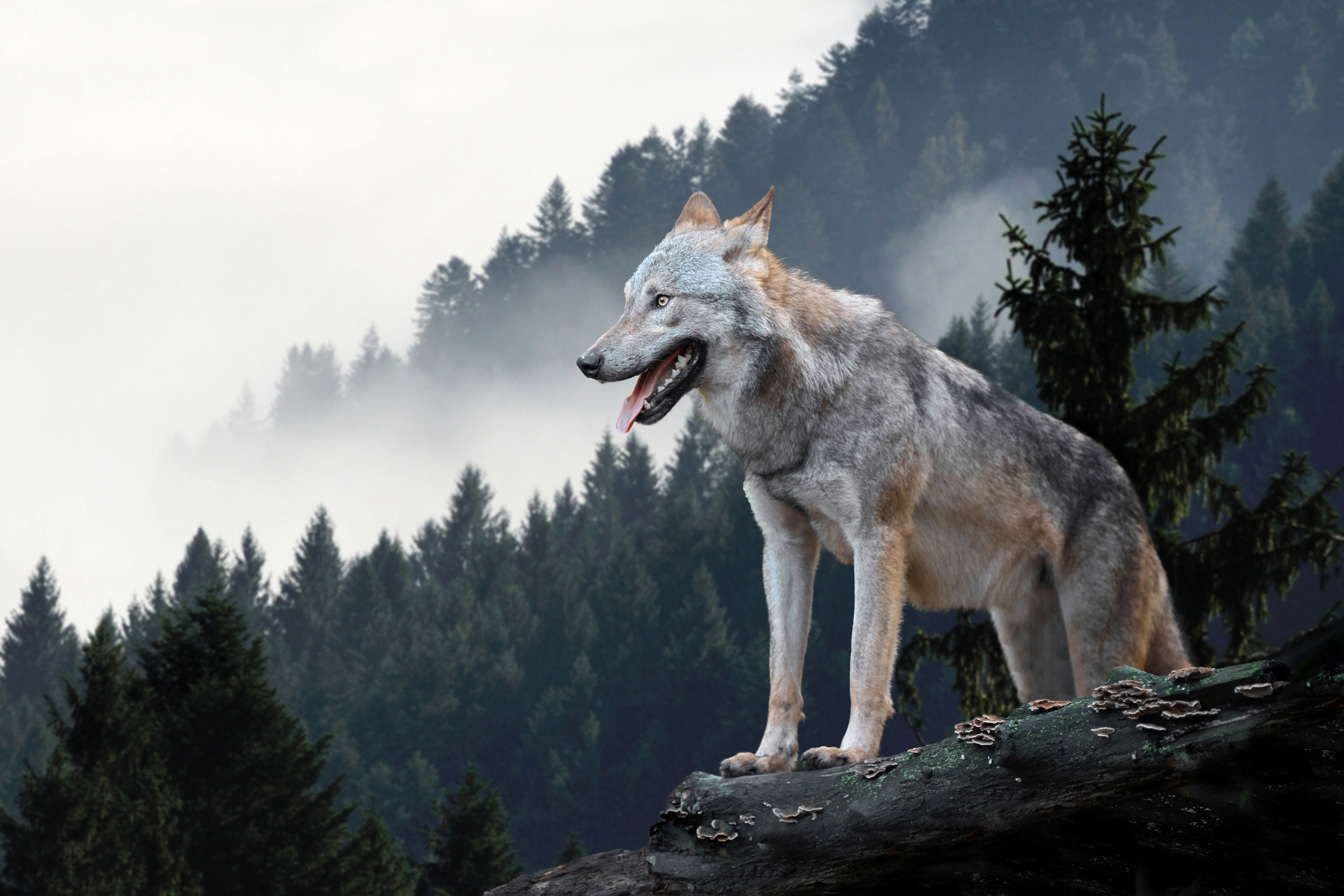 Серый волк чем питаются. Курт Вулф. Волк. Красивый волк. Волк в лесу.