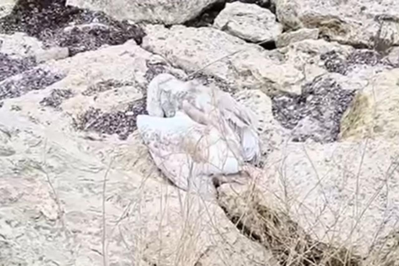 экологическая катастрофа в казахстане: лебеди продолжают гибнуть в мангистауской области