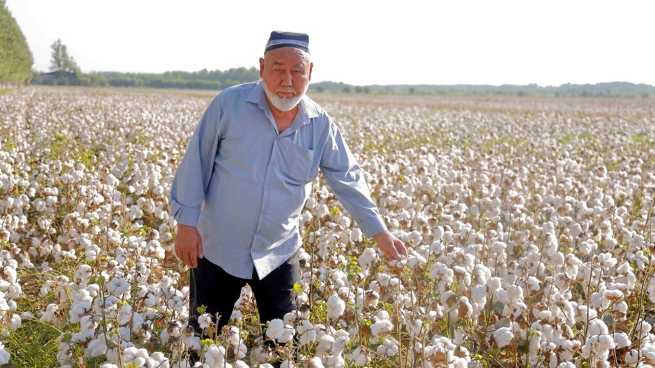 узбекистан удержал свои позиции в мировой десятке производителей хлопка