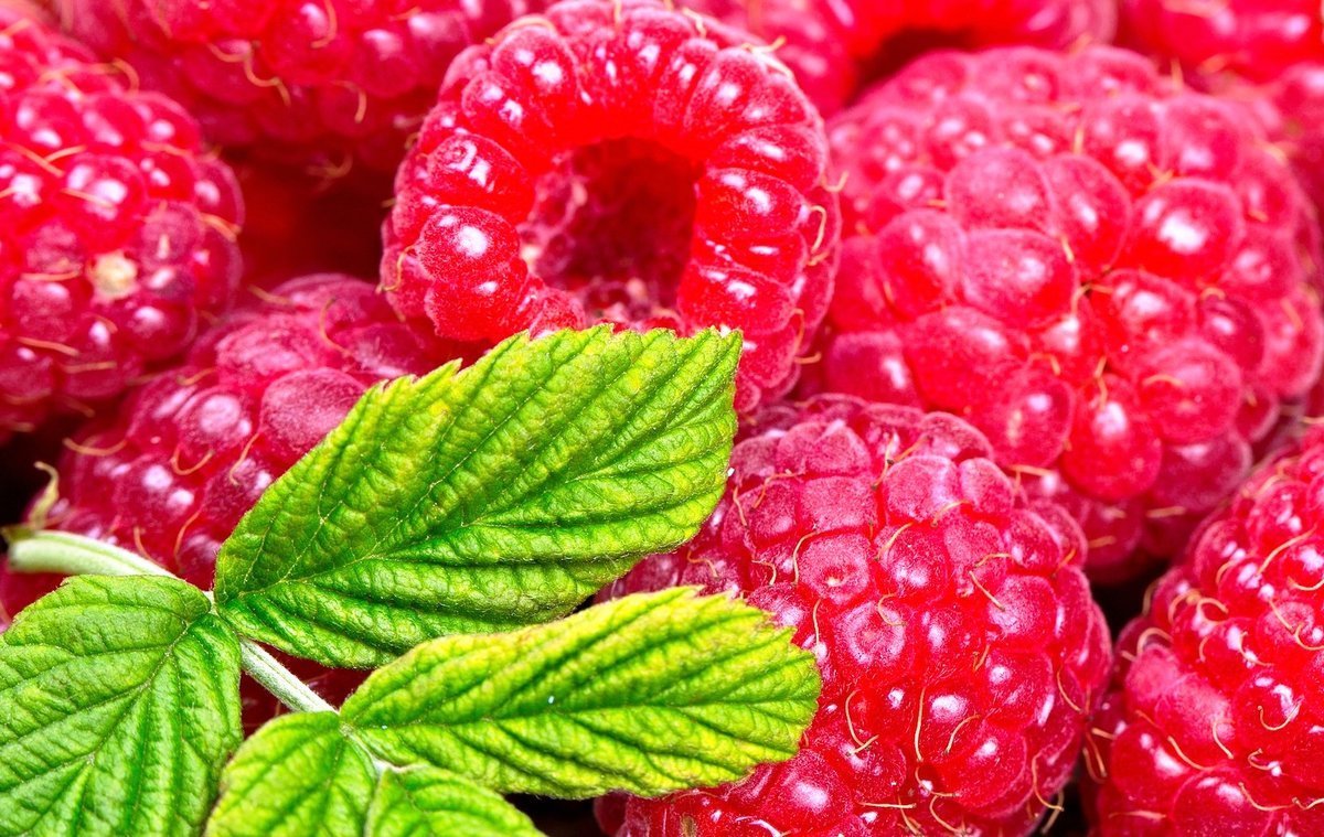 кыргызстан нарастил поставки малины и клубники в казахстан и россию