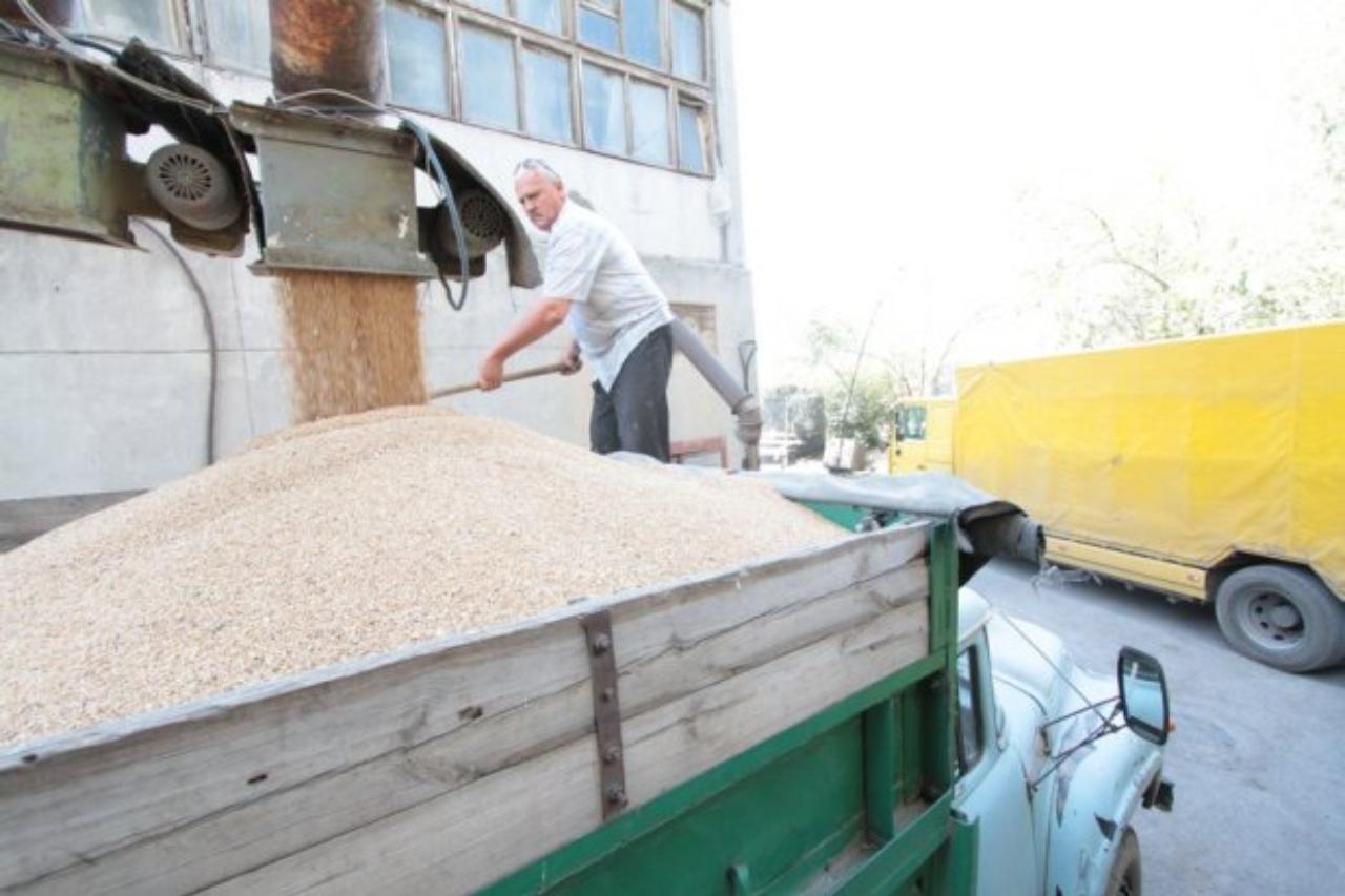 кыргызстан увеличил закупки российской пшеницы и подсолнечного масла