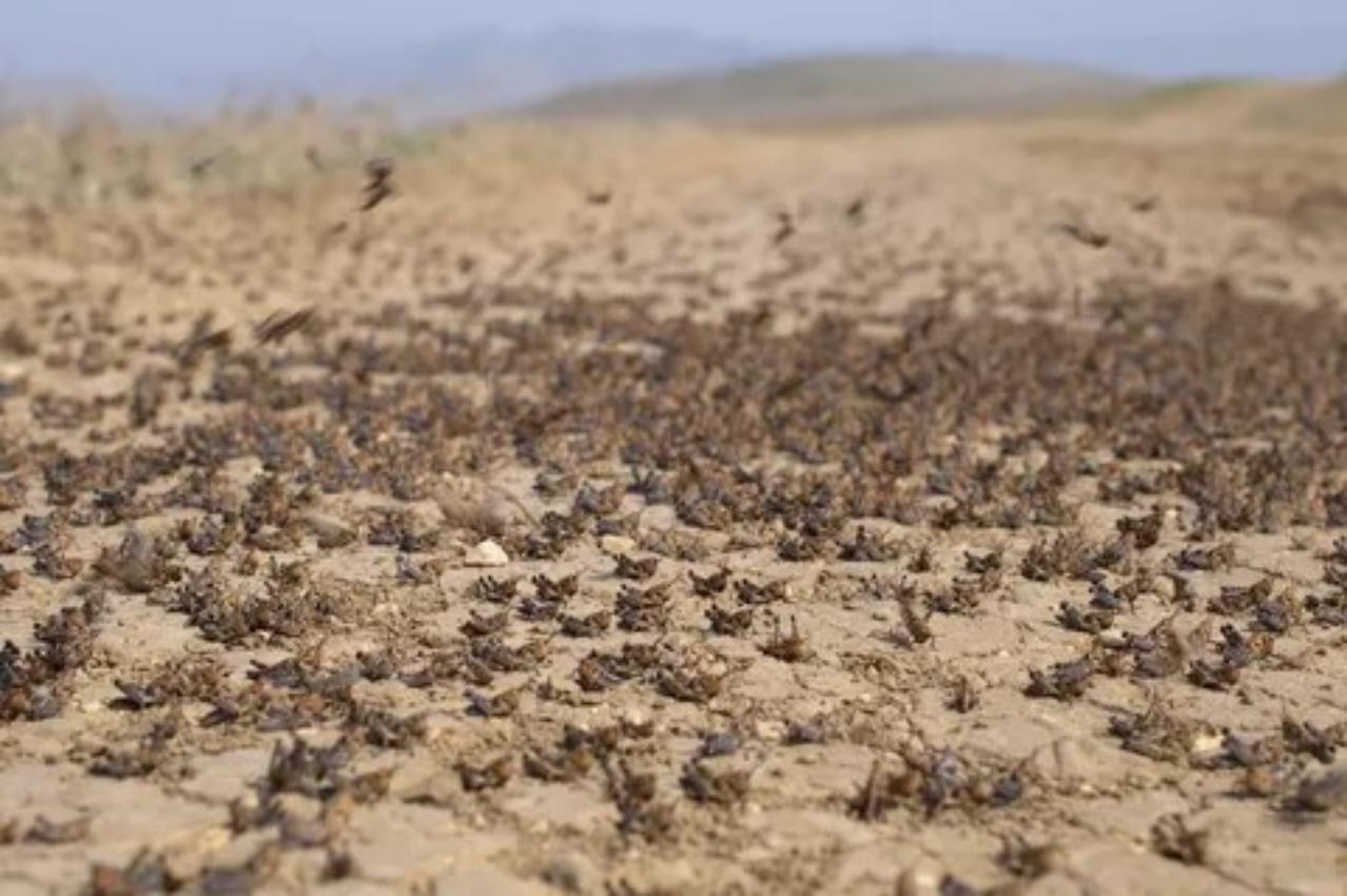  в казахстане саранче поставили заслон — эксперты поделились передовыми технологиями