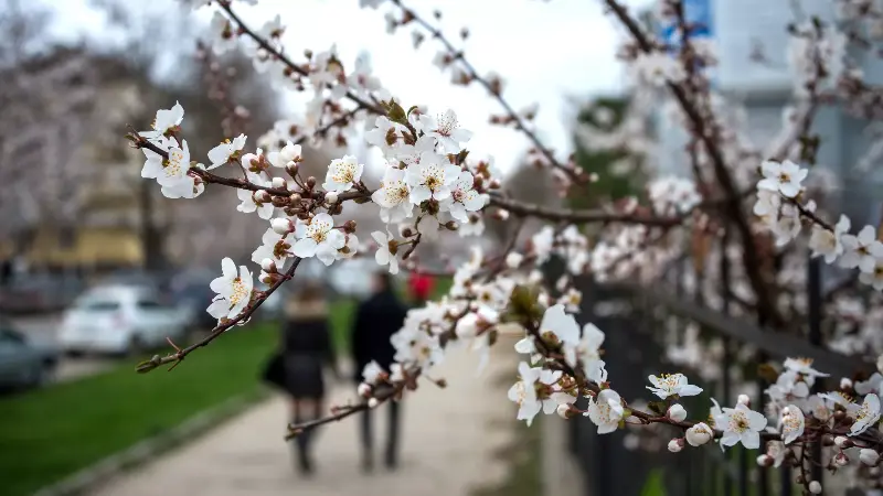 тепло и без осадков: погода в странах центральной азии в среду, 10 апреля 2024