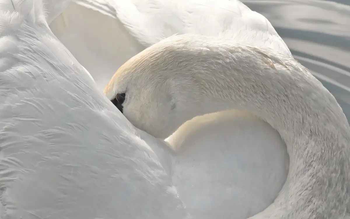 чп: в мангистауской области казахстана число мертвых лебедей приблизилось к тысячи