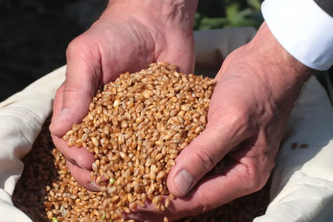 кыргызстан усиливает продовольственную безопасность благодаря сотрудничеству с россией