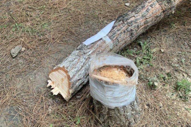 в узбекистане увеличили в 5 раз штраф за вырубку деревьев