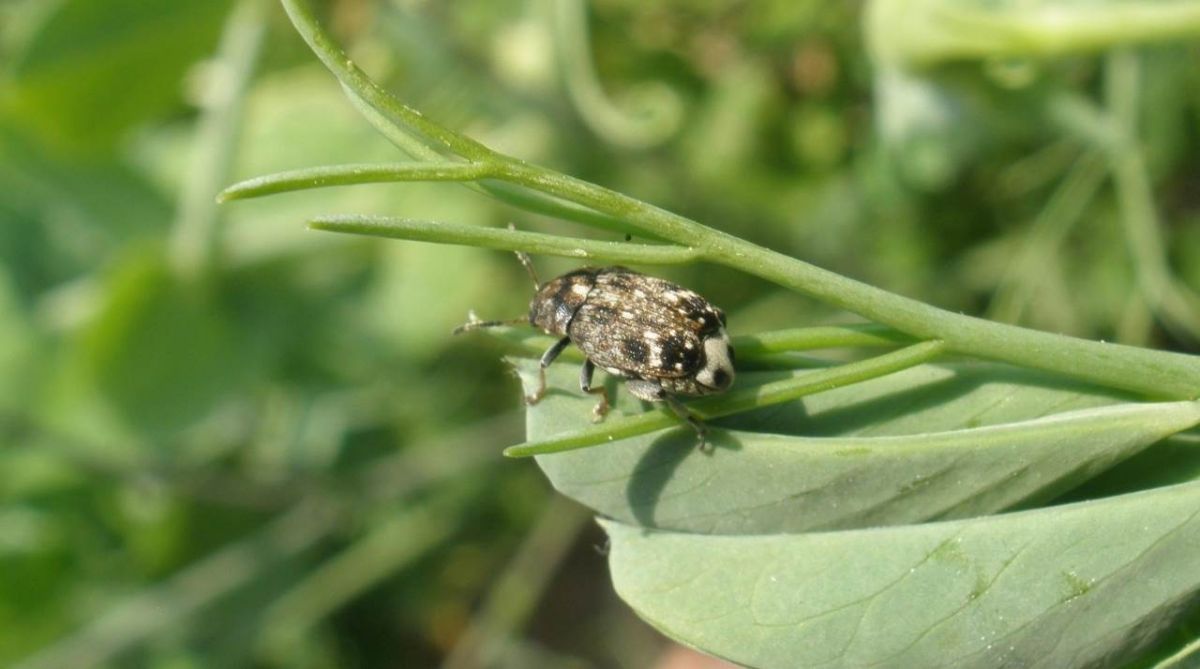 в новосибирском аэропорту в багаже у гражданина таджикистана обнаружили личинки опасного вредителя