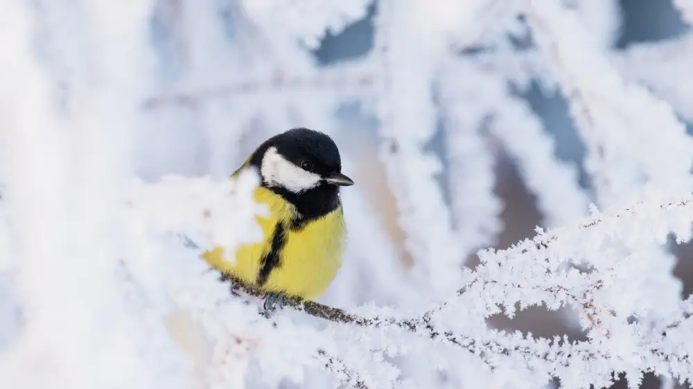 какой будет погода в странах центральной азии в предстоящие выходные, 21 и 22 декабря 2024