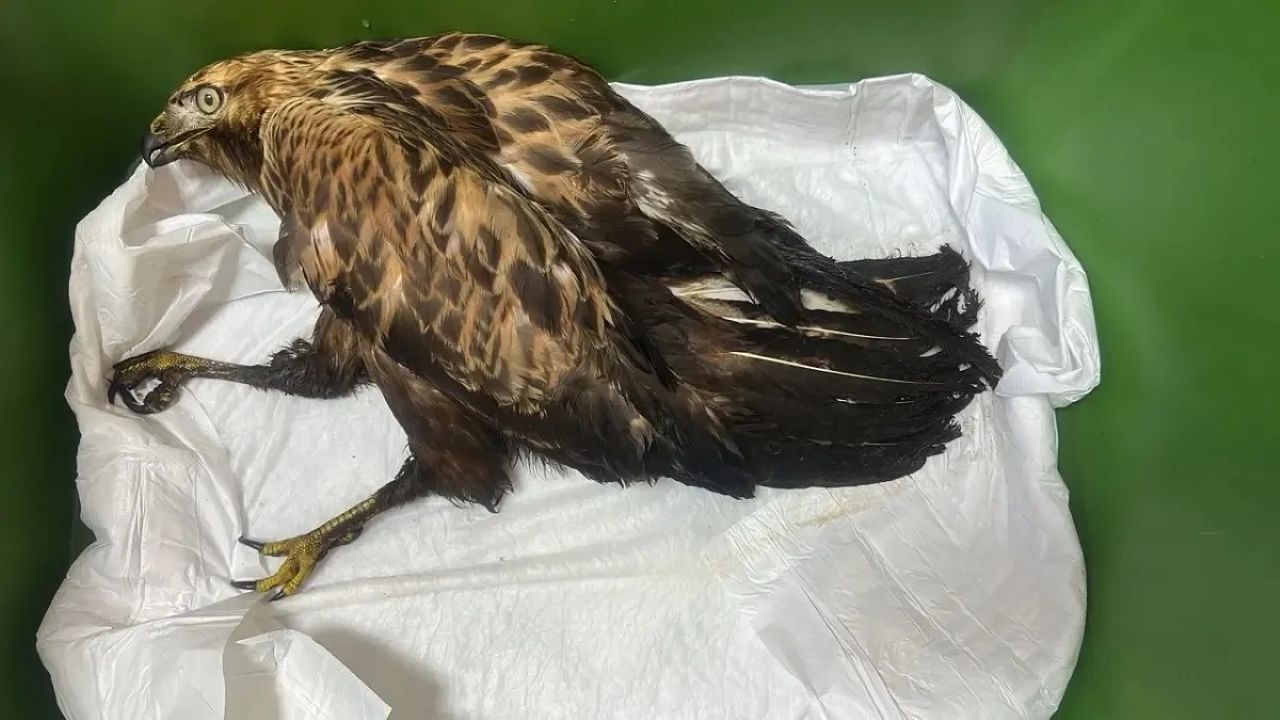 на западе казахстана экологи нашли редкого краснокнижного хищника, полностью покрытого слоем нефти