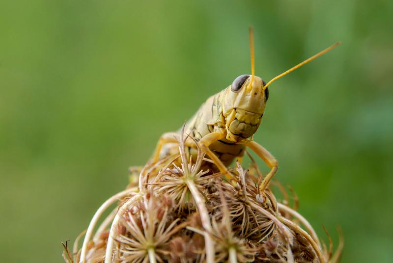 саранча создает  реальную угрозу продовольственной безопасности кыргызстана