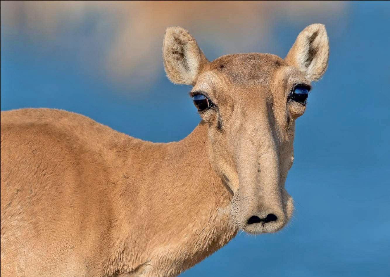 миллион сайгаков мигрировали из казахстана в россию