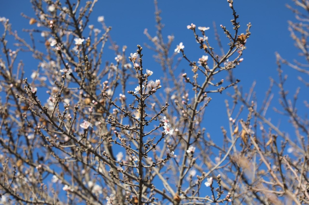 вместо зимы весна: в кыргызстане зацвел миндаль (видео)