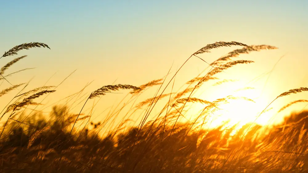 дожди и жара до 40 градусов: погода в казахстане во вторник, 4 июня 2024